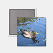Central Park NYC Conservatory Water Mallard Duck Magnet (Vorderseite/Rückseite)