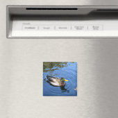 Central Park NYC Conservatory Water Mallard Duck Magnet (In Situ (Geschirrspüler))