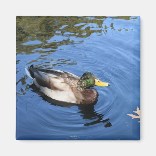 Central Park NYC Conservatory Water Mallard Duck Magnet (Vorne)