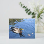 Central Park NYC Conservatory Water Mallard Duck Postkarte (Stehend Vorderseite)