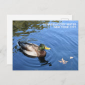 Central Park NYC Conservatory Water Mallard Duck Postkarte (Vorne/Hinten)