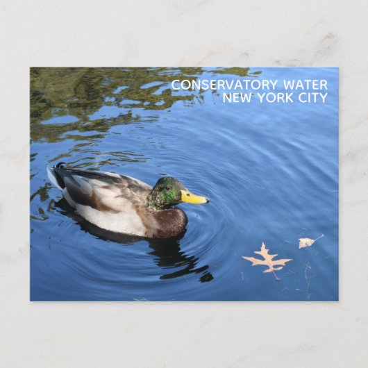 Central Park NYC Conservatory Water Mallard Duck Postkarte (Vorderseite)