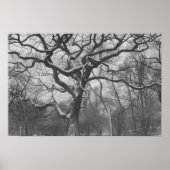 Central Park, NYC Poster (Vorne)