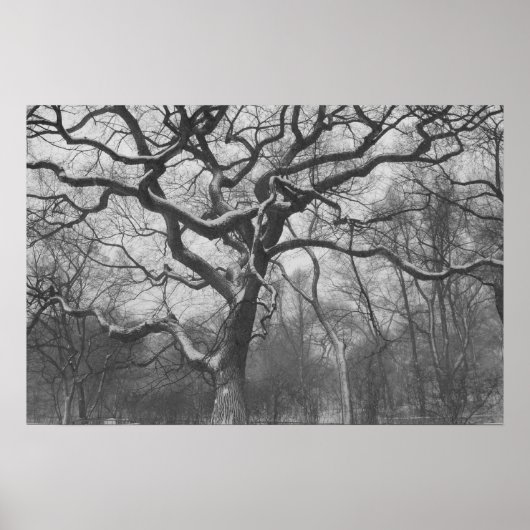 Central Park, NYC Poster (Vorne)