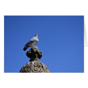 Central Park Pigeon Blue Sky New York City Bird