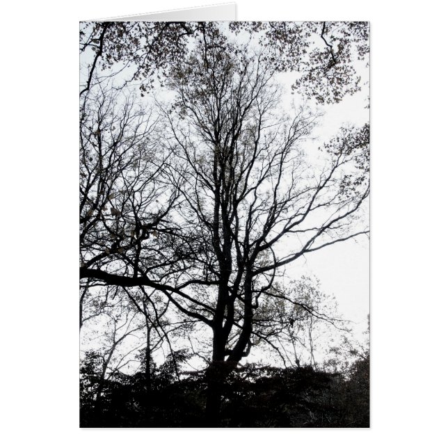 Central Park-Spätherbst fast unfruchtbarer Baum (Vorne)