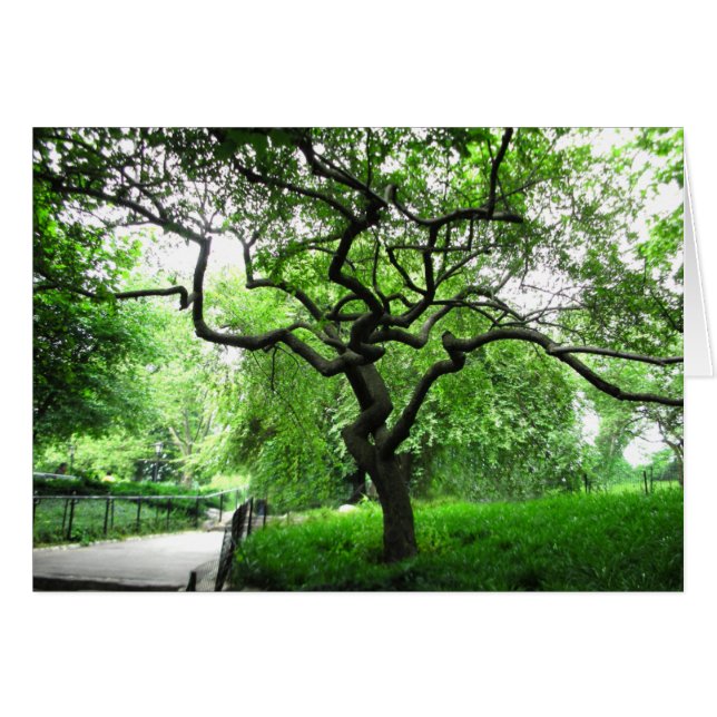 Central Park Tree (Vorderseite (Horizontal))