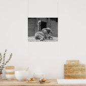 Central Park Zoo Elephant, 1922. Vintages Foto Poster (Küche)