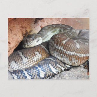 Centralian Carpet Python Postkarte