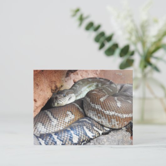 Centralian Carpet Python Postkarte (Stehend Vorderseite)