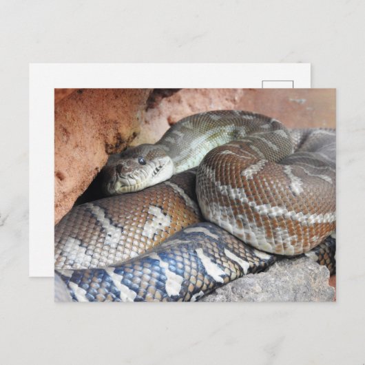 Centralian Carpet Python Postkarte (Vorne/Hinten)
