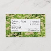 Centre Label - Sedum (Herbstfreude) Visitenkarte (Rückseite)