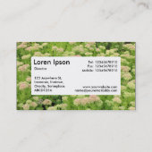 Centre Label v4 - Sedum (Herbstfreude) Visitenkarte (Rückseite)