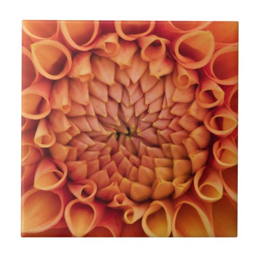 Centre Orange Dahlia Blume Fliese (Vorderseite)