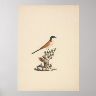 Centropus monachus (Blaukopfkuckuck) Poster