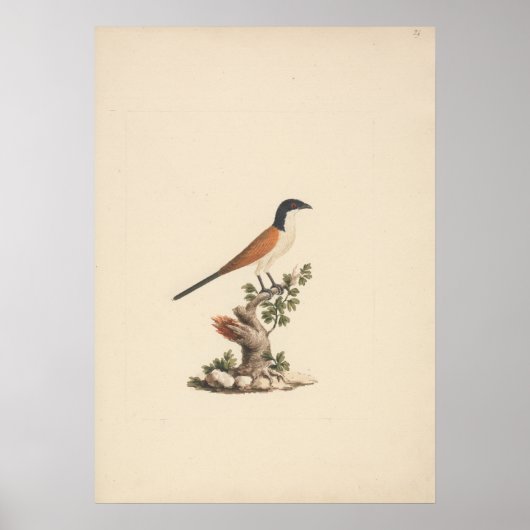 Centropus monachus (Blaukopfkuckuck) Poster (Vorne)