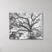 "Century Oak" Black and White Wall Art Leinwanddruck (Vorderseite)
