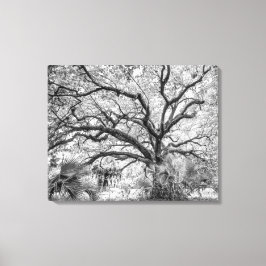 "Century Oak" Schwarz-Weiß-Wandkunst Leinwanddruck