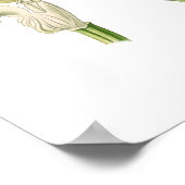 Cephalanthera ensifolia poster (Ecke)