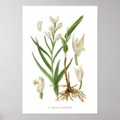 Cephalanthera ensifolia poster (Vorne)