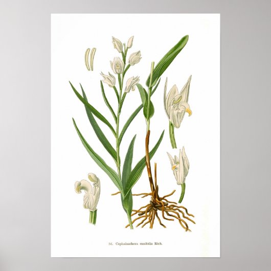 Cephalanthera ensifolia poster (Vorne)