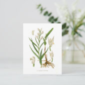 Cephalanthera ensifolia postkarte (Stehend Vorderseite)
