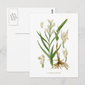 Cephalanthera ensifolia postkarte (Vorne/Hinten)