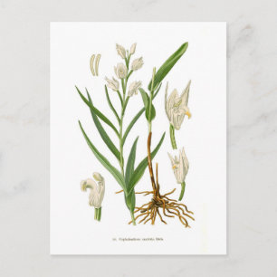 Cephalanthera ensifolia postkarte