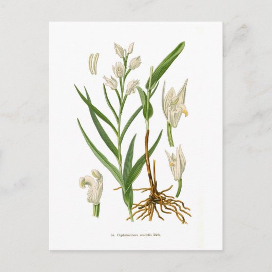 Cephalanthera ensifolia postkarte (Vorderseite)