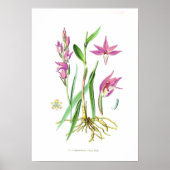 Cephalanthera rubra poster (Vorne)