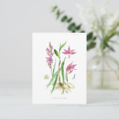 Cephalanthera rubra postkarte (Stehend Vorderseite)