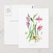Cephalanthera rubra postkarte (Vorne/Hinten)
