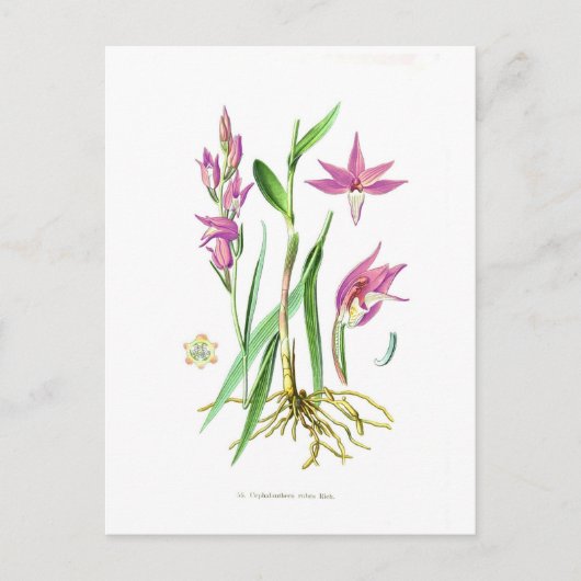 Cephalanthera rubra postkarte (Vorderseite)