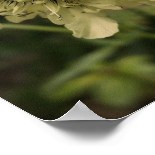 Cephalaria Floral Poster (Ecke)