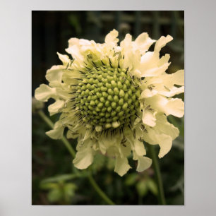 Cephalaria Floral Poster