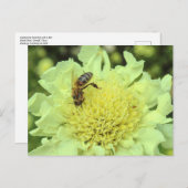 Cephalaria Gigantea mit einer Biene Postkarte (Vorne/Hinten)