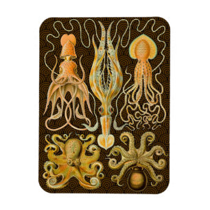 Cephalopod Octopus Tintenfisch Meeresnatur Magnet
