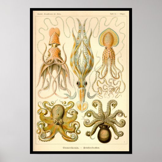 Cephalopod Octopus Tintenfisch Meeresnatur Poster (Vorne)