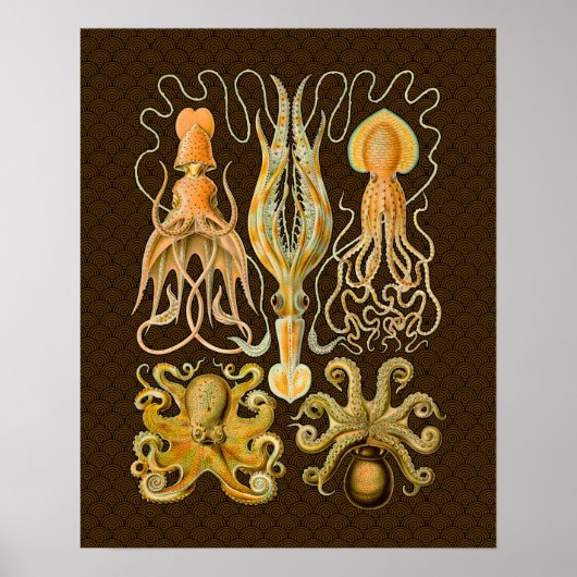 Cephalopod Octopus Tintenfisch Meeresnatur Poster (Vorne)