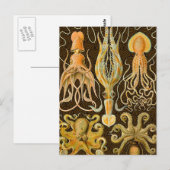 Cephalopod Octopus Tintenfisch Meeresnatur Postkarte (Vorne/Hinten)