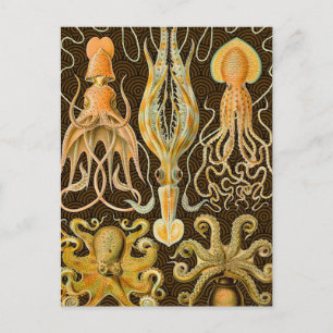 Cephalopod Octopus Tintenfisch Meeresnatur Postkarte