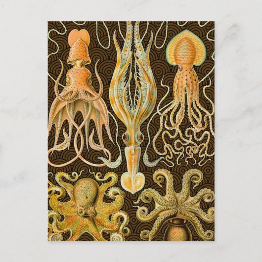 Cephalopod Octopus Tintenfisch Meeresnatur Postkarte (Vorderseite)