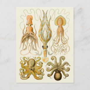 Cephalopod Octopus Tintenfisch Meeresnatur Postkarte