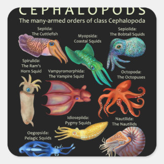 Cephalopod Octopus Tintenfisch Tintenfische Quadratischer Aufkleber