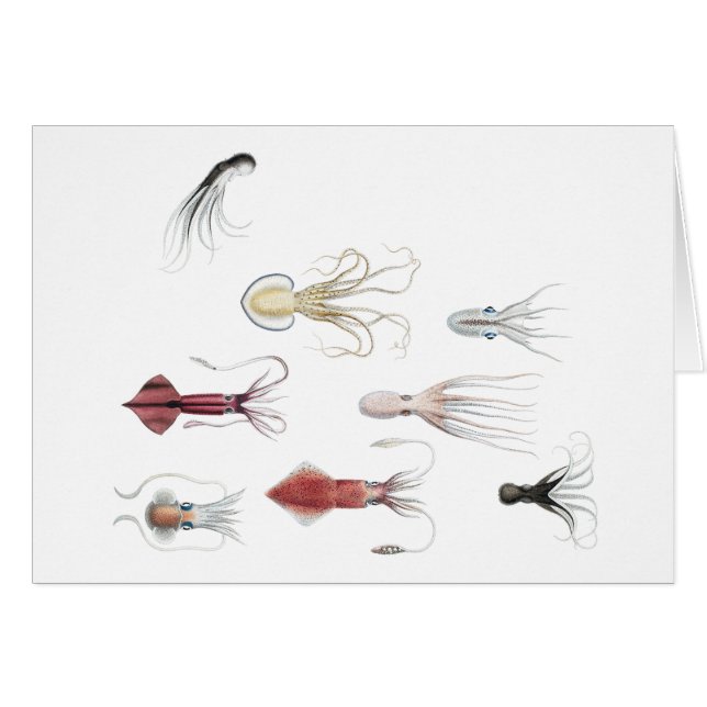 Cephalopodified (Vorderseite (Horizontal))