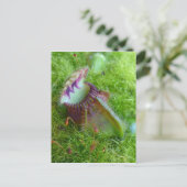 Cephalotus Postkarte (Stehend Vorderseite)