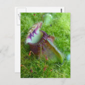 Cephalotus Postkarte (Vorne/Hinten)