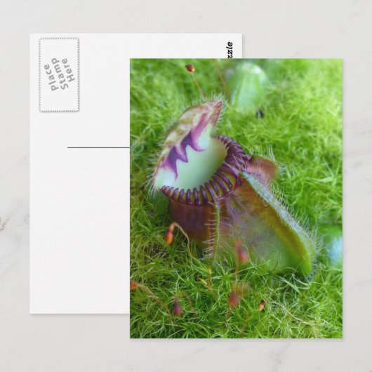 Cephalotus Postkarte (Vorne/Hinten)