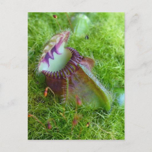 Cephalotus Postkarte (Vorderseite)