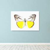 Cepora Aspasia Leinwanddruck (Insitu (Holzboden))